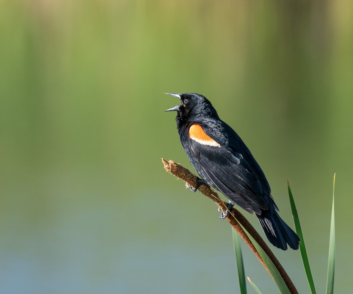 Red-winged Blackbird - ML592600141