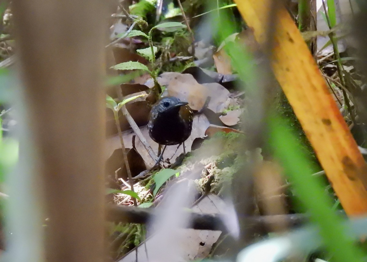 Gray-bellied Antbird - Arthur Gomes