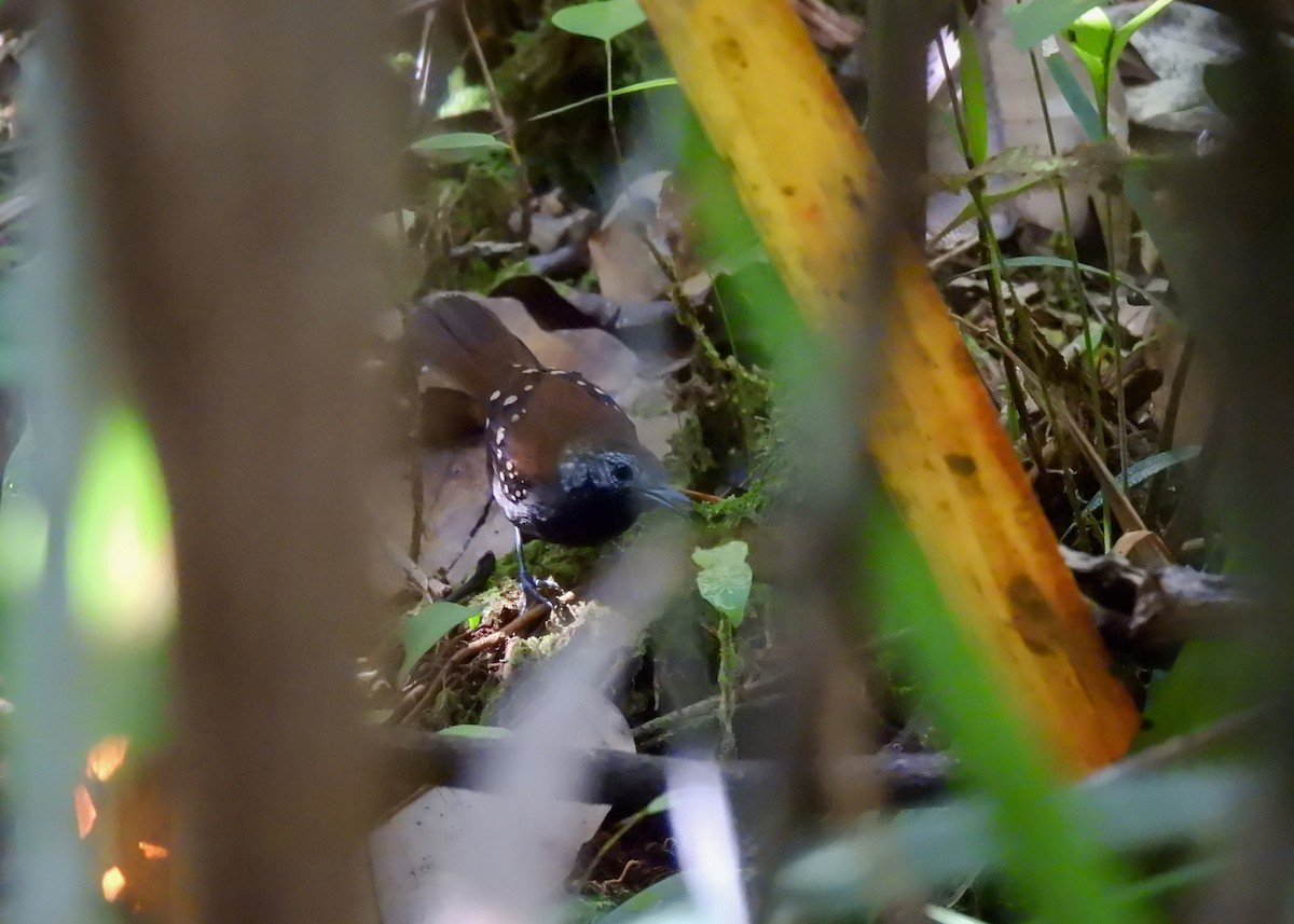 Gray-bellied Antbird - ML592600581