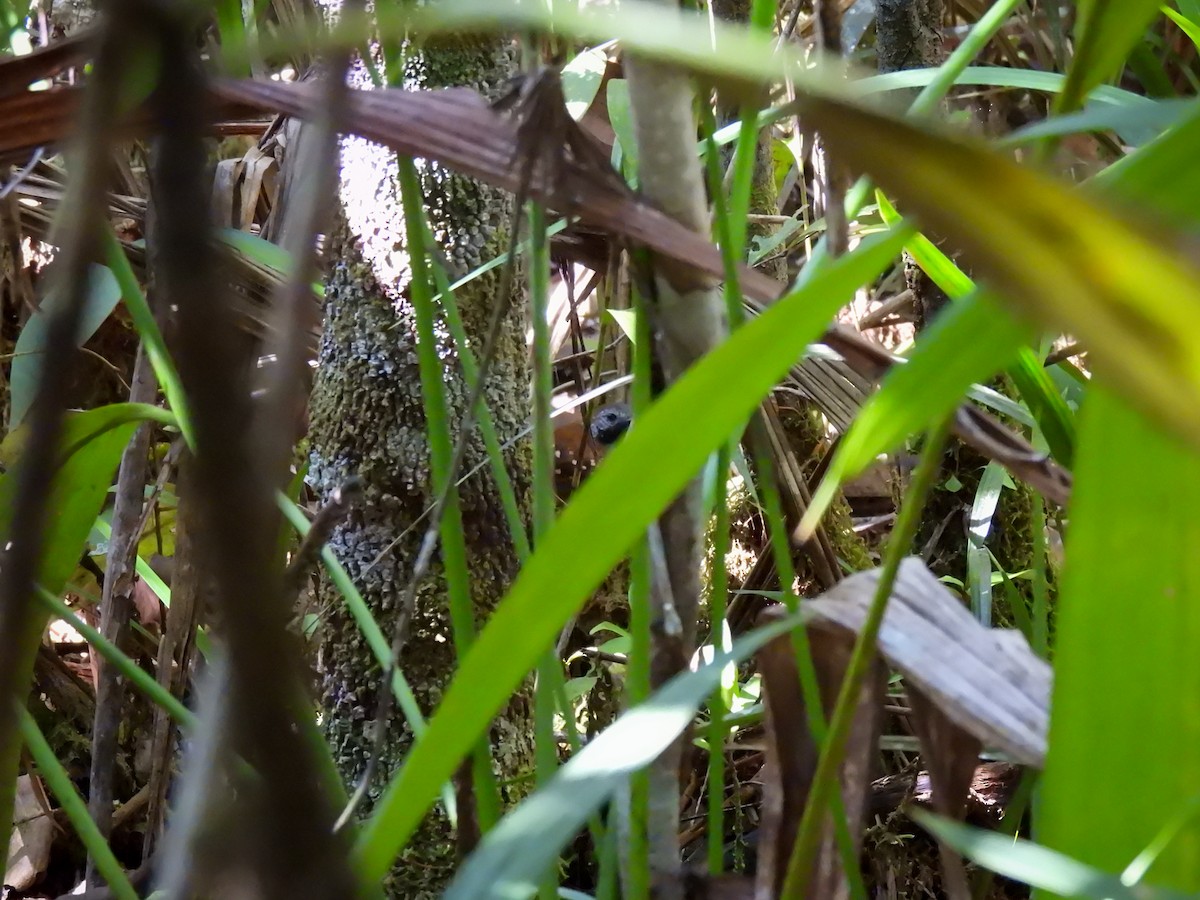 Gray-bellied Antbird - ML592600591