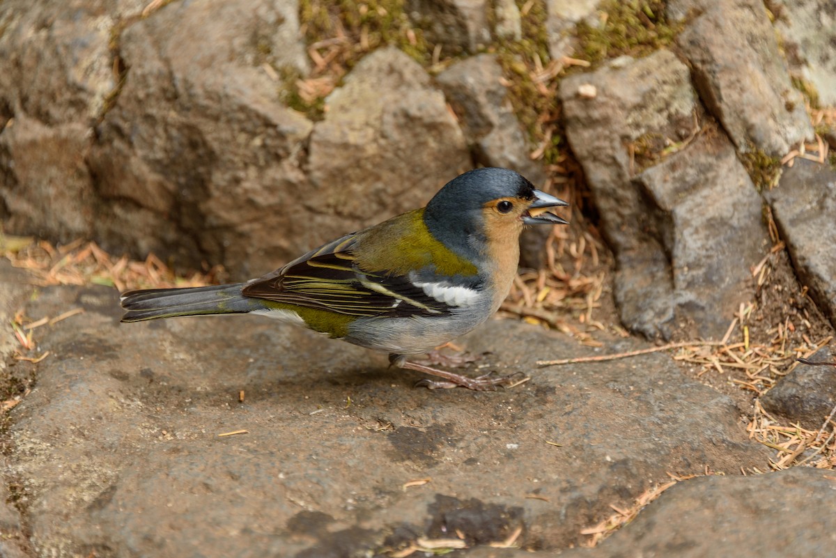 Madeira Chaffinch - Joe Ventimiglia