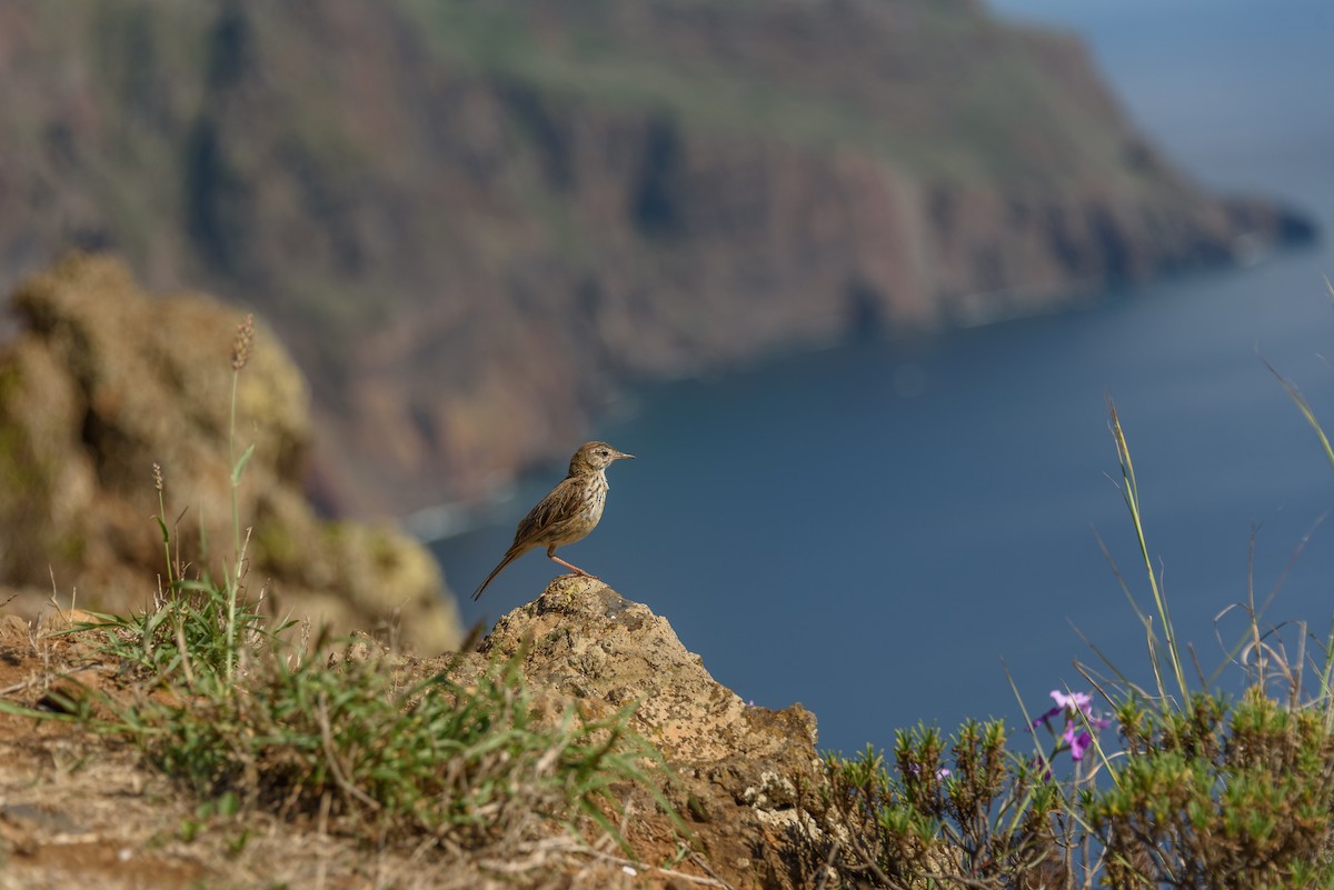 Berthelot's Pipit - Joe Ventimiglia