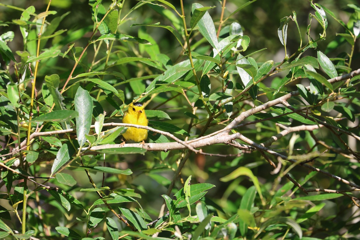 Wilson's Warbler - ML592604541