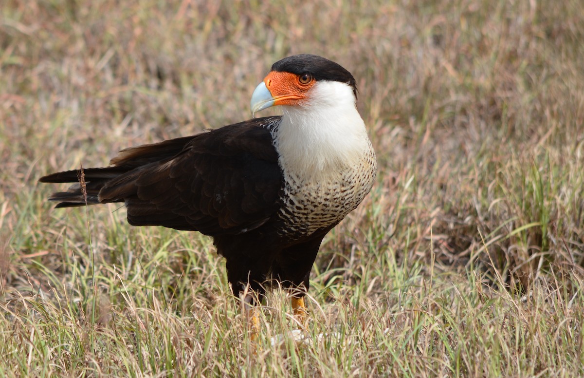 Crested Caracara (Northern) - Nate Brown