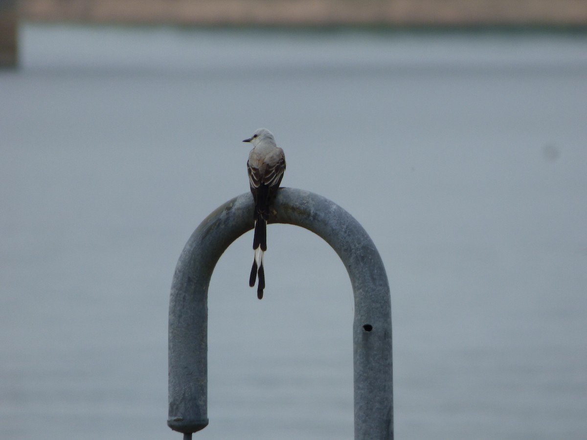 Scissor-tailed Flycatcher - Kevin Rohling