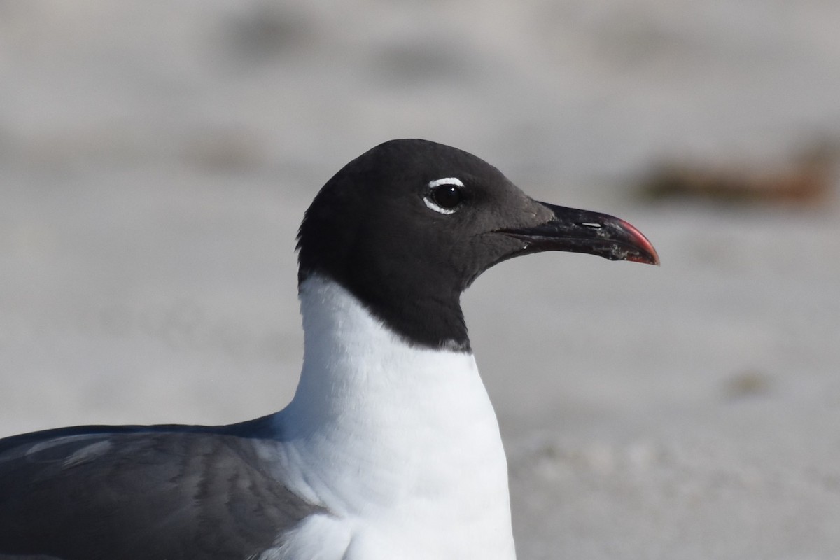 Laughing Gull - ML592605061