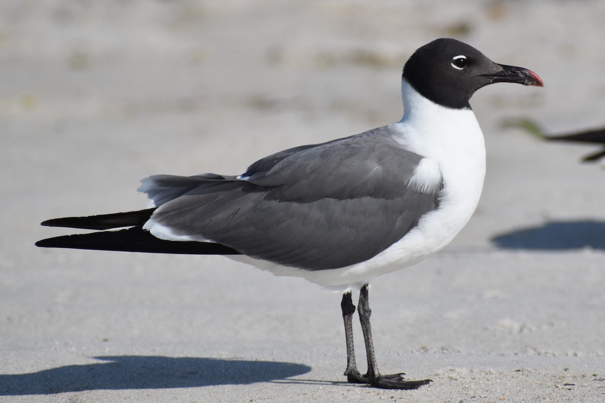 Laughing Gull - ML592605071