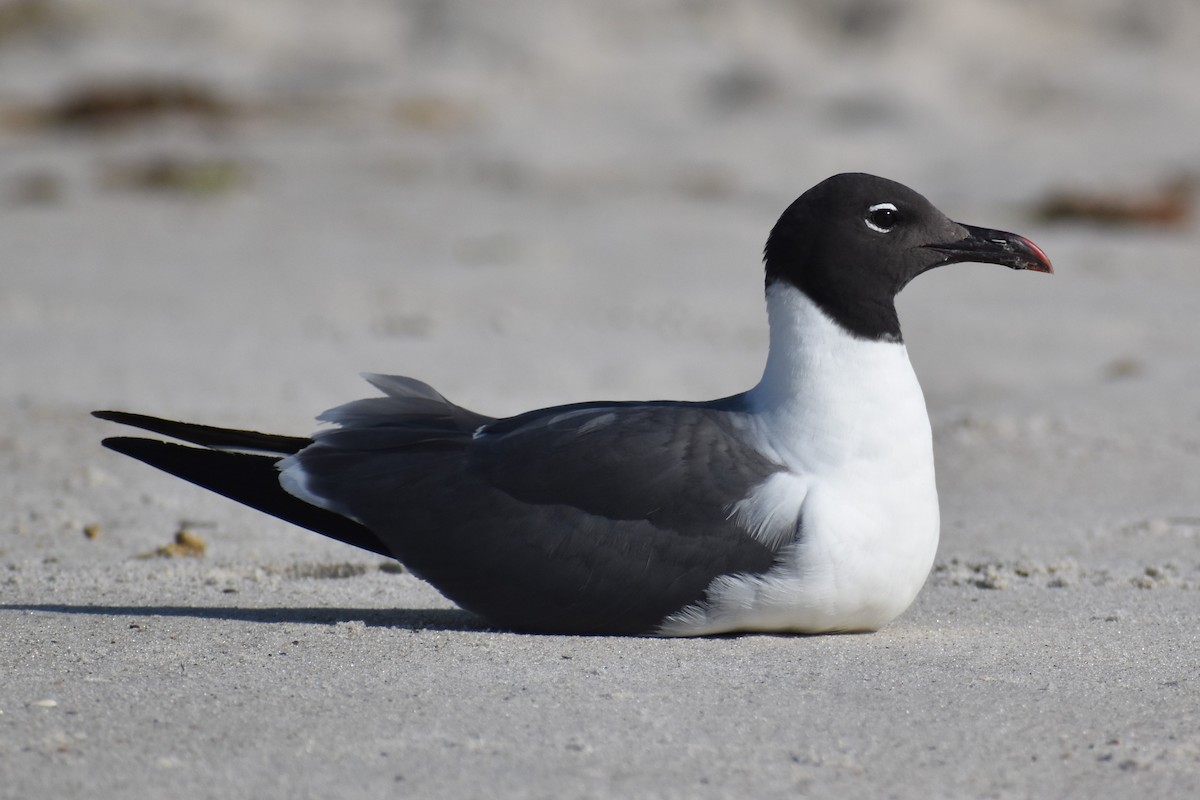 Laughing Gull - ML592605081