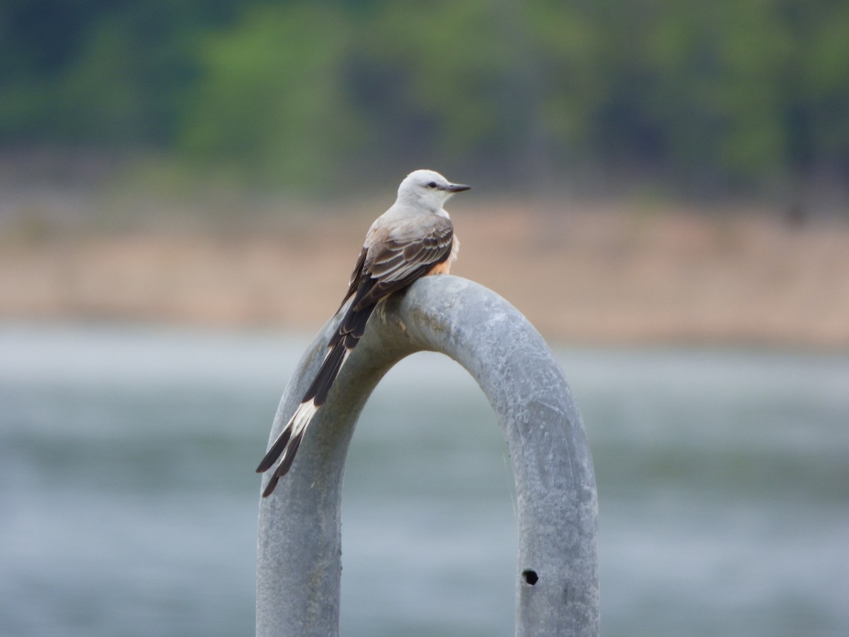 Scissor-tailed Flycatcher - Kevin Rohling