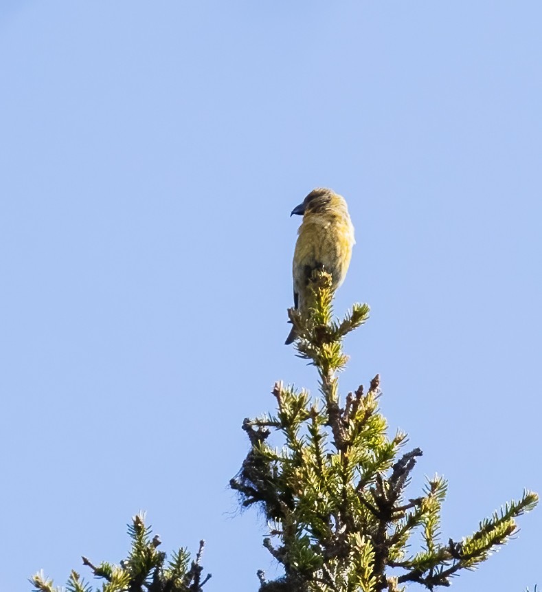 Parrot Crossbill - ML592605471