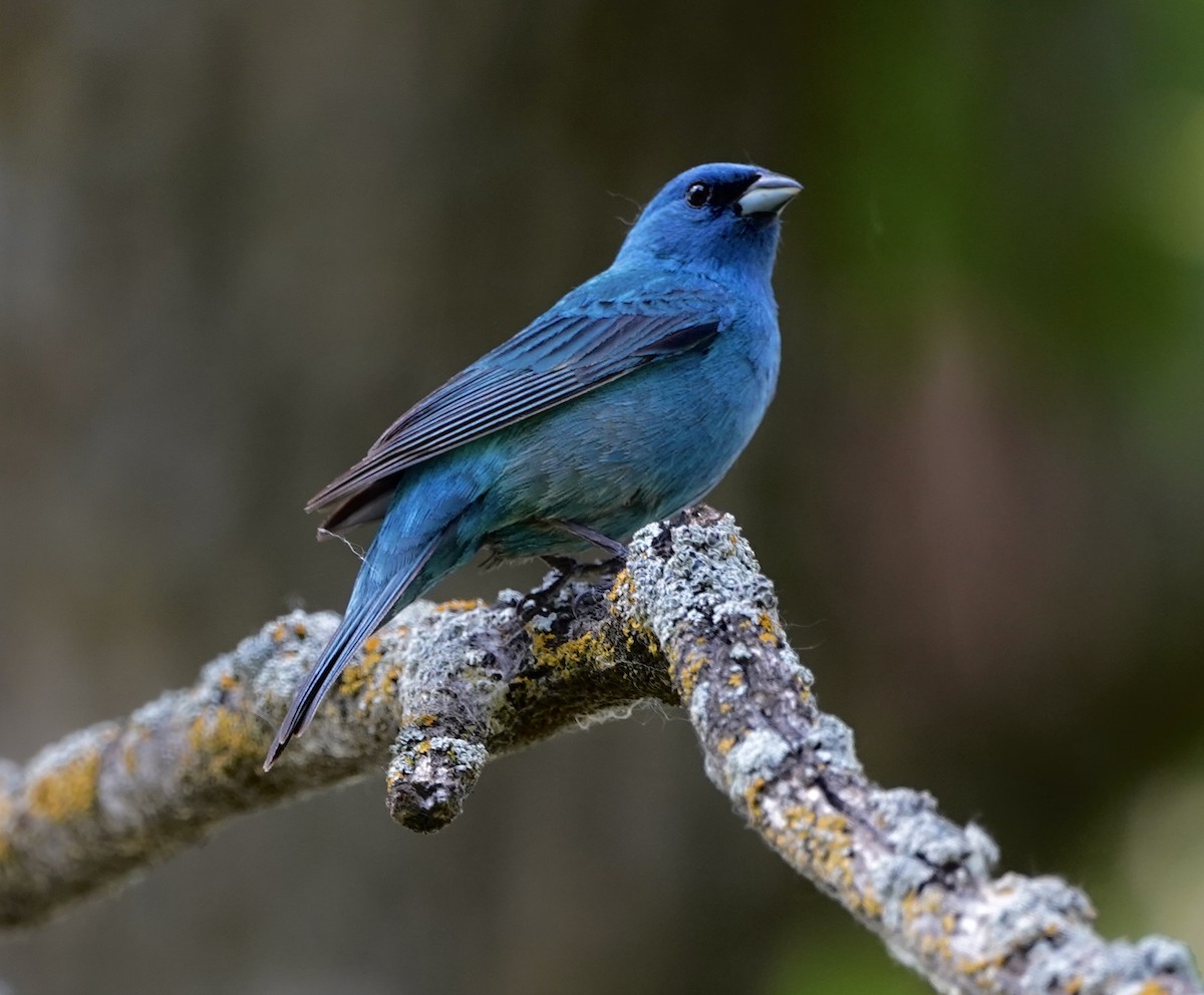 Indigo Bunting - Gaylen Jensen