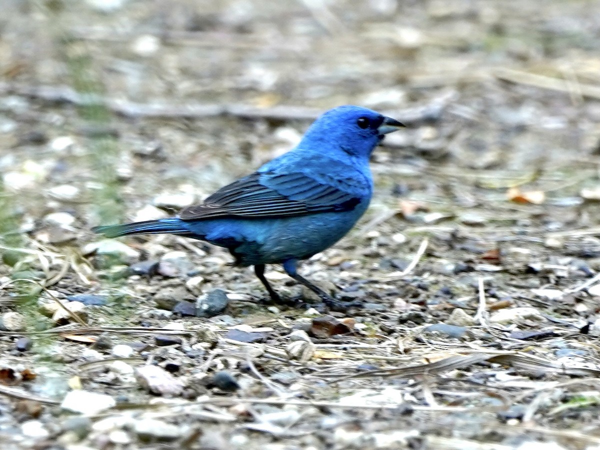 Indigo Bunting - ML592605931