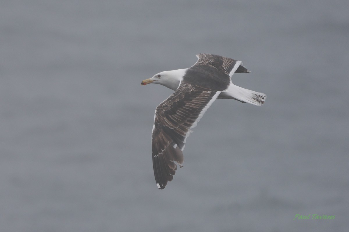 Great Black-backed Gull - ML592607641