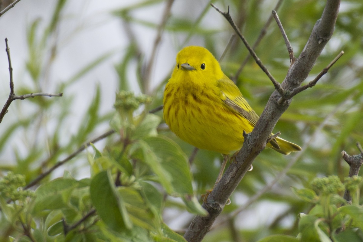 Yellow Warbler - ML59260811