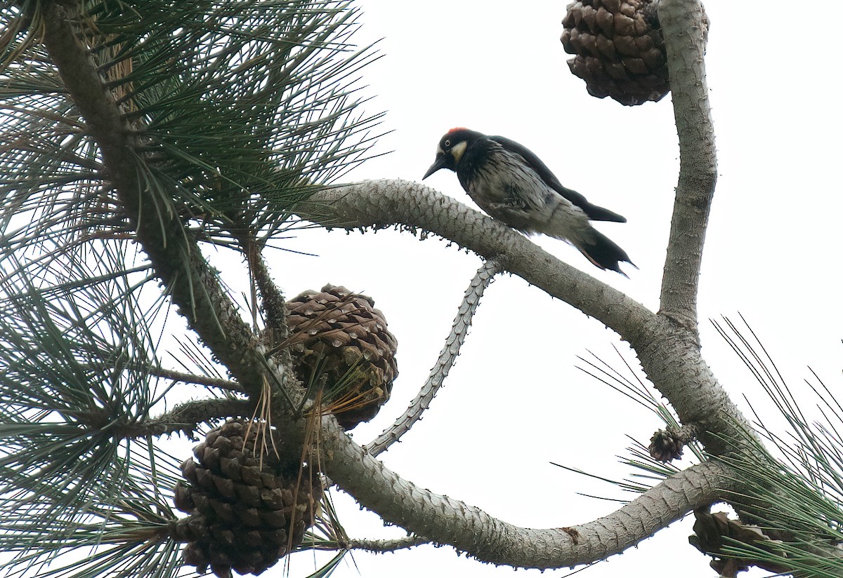 Acorn Woodpecker - ML592608531