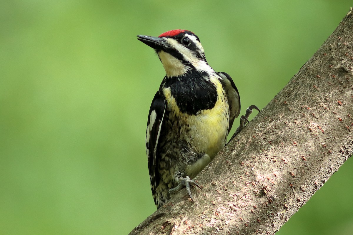 Yellow-bellied Sapsucker - ML592609261