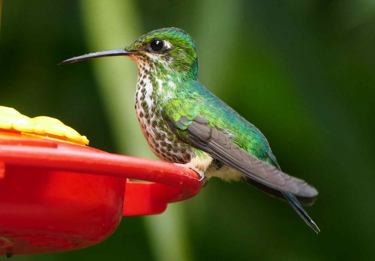 Green-and-white Hummingbird - ML592610611