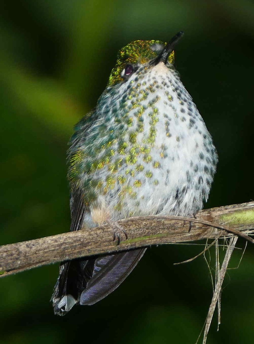 Green-and-white Hummingbird - ML592610721