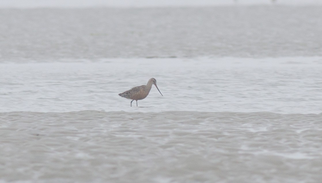 Hudsonian Godwit - ML592610861