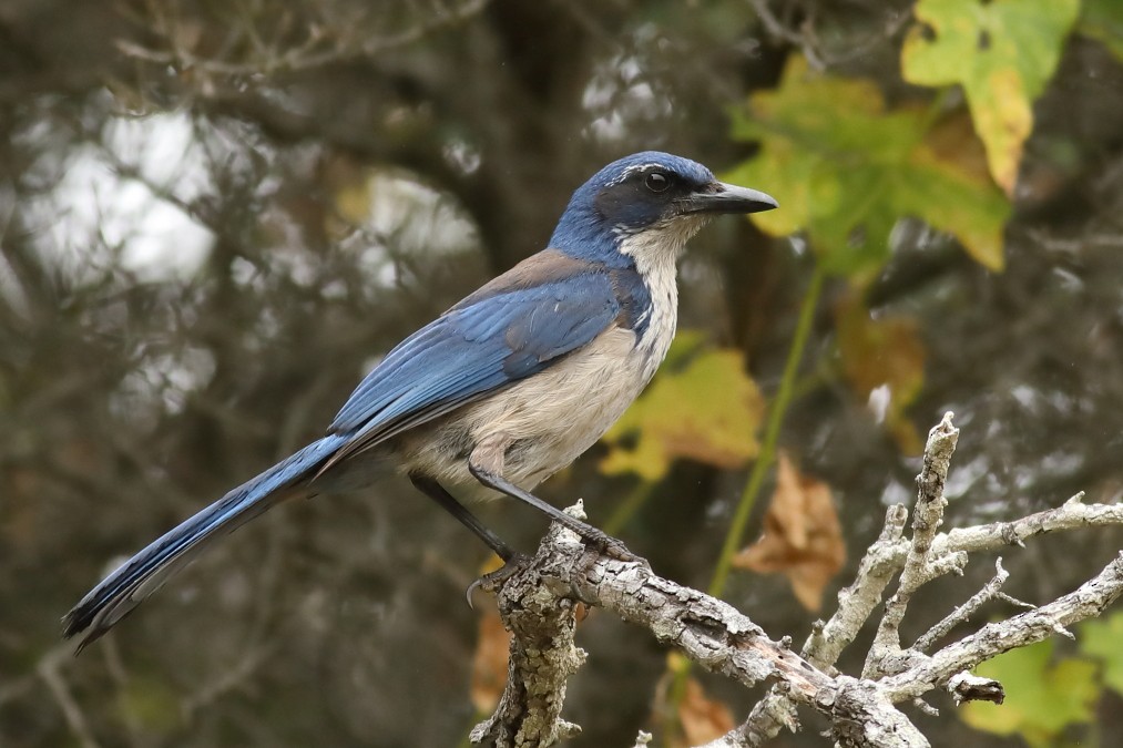 Island Scrub-Jay - ML59261221