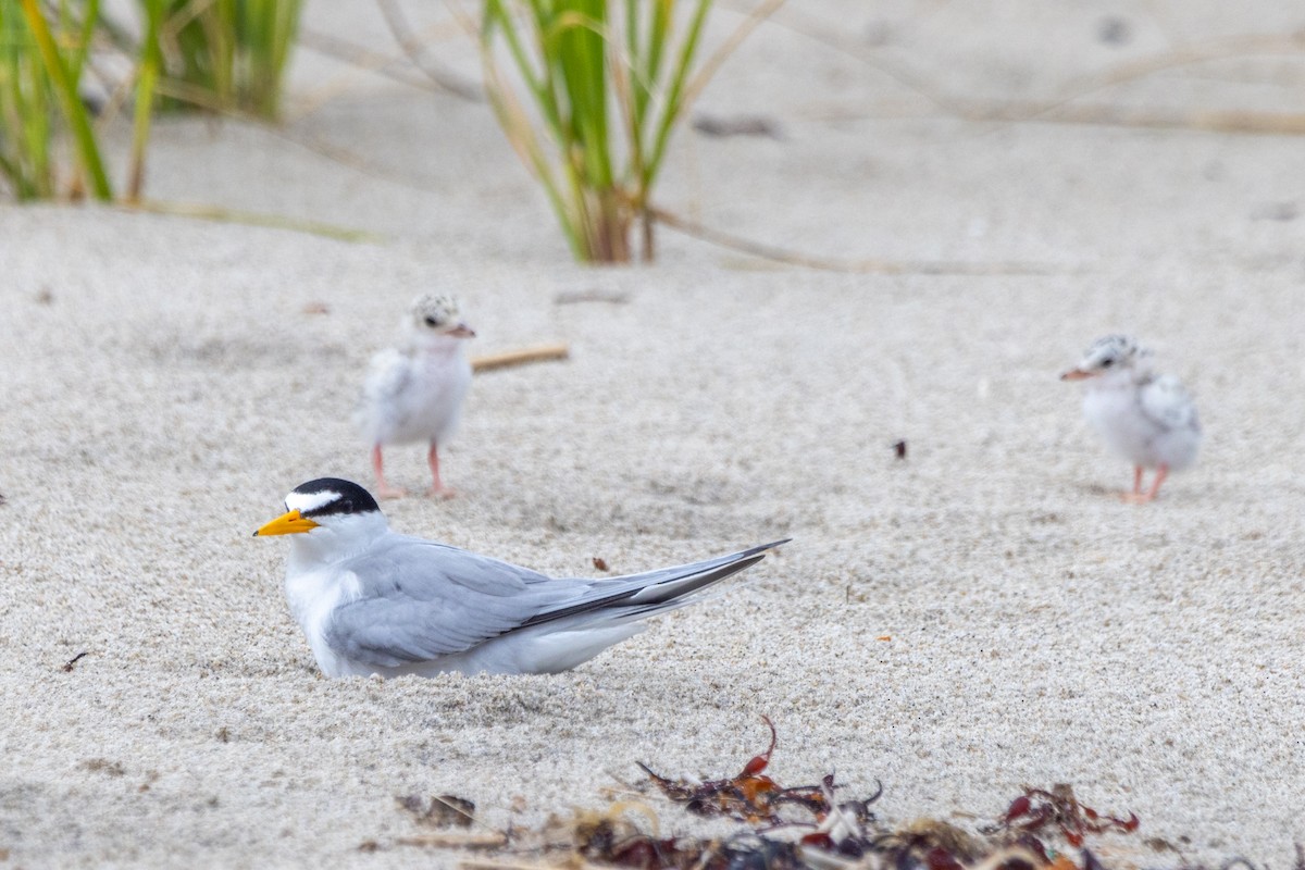 Least Tern - ML592612481