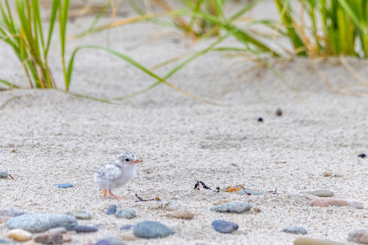 Least Tern - ML592612521