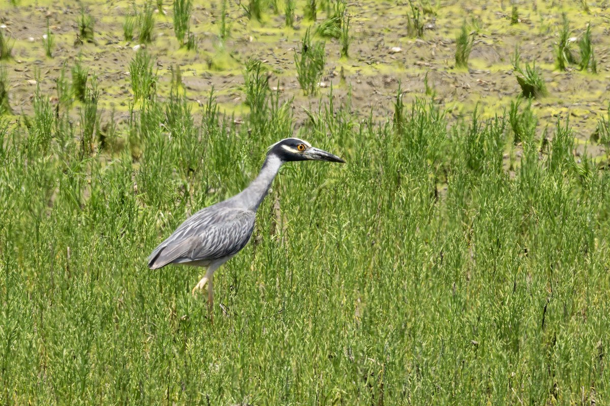 Yellow-crowned Night Heron - Carla Butz