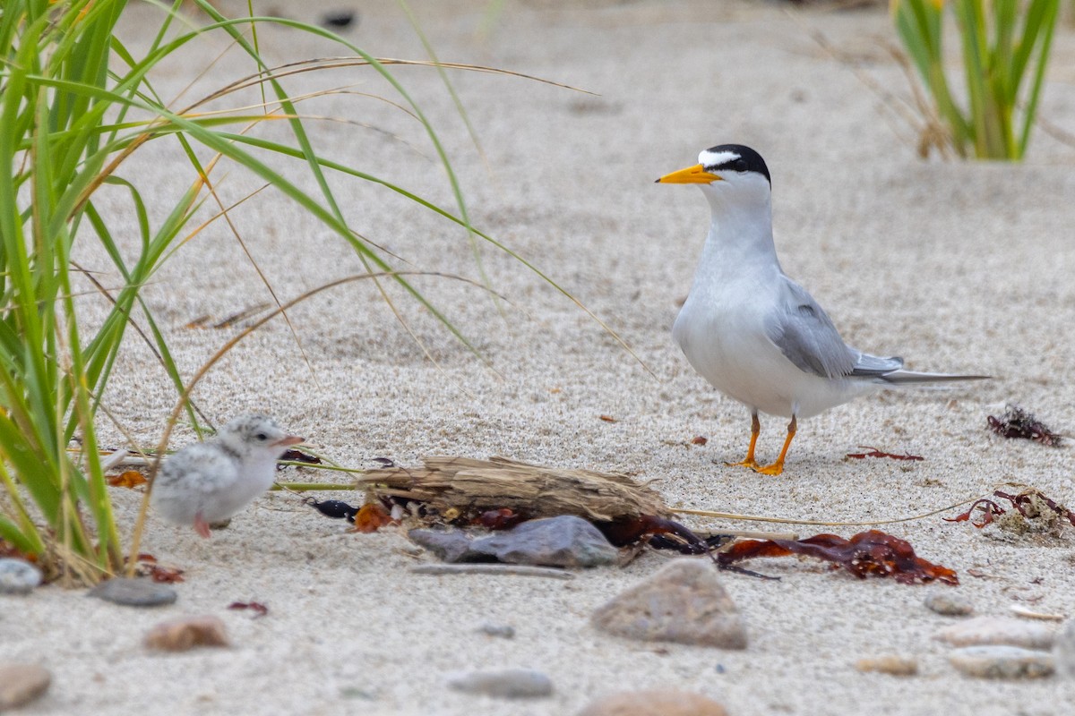 Least Tern - Pavel Hanc