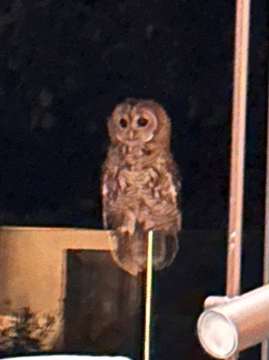 Tawny Owl - ML592614241