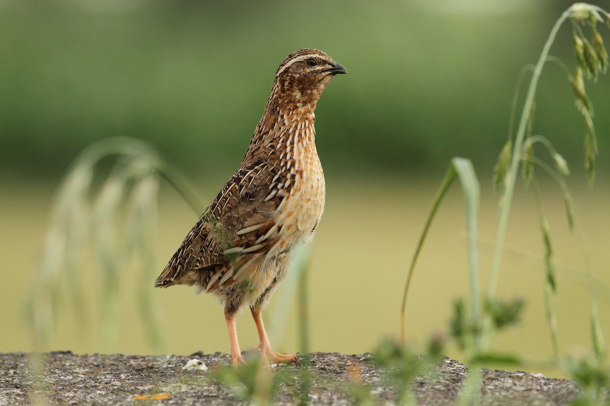 Common Quail - ML592614251