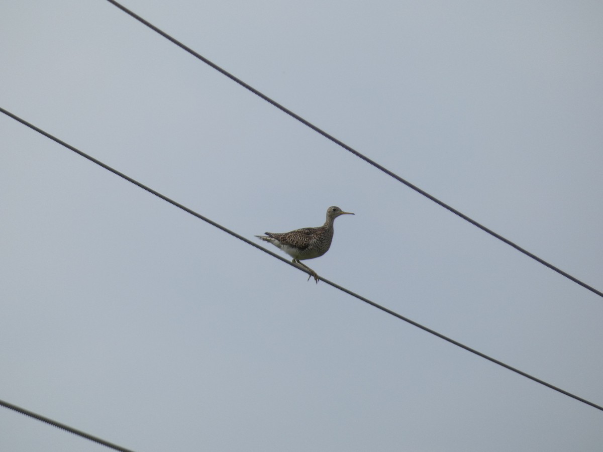 Upland Sandpiper - ML592614491