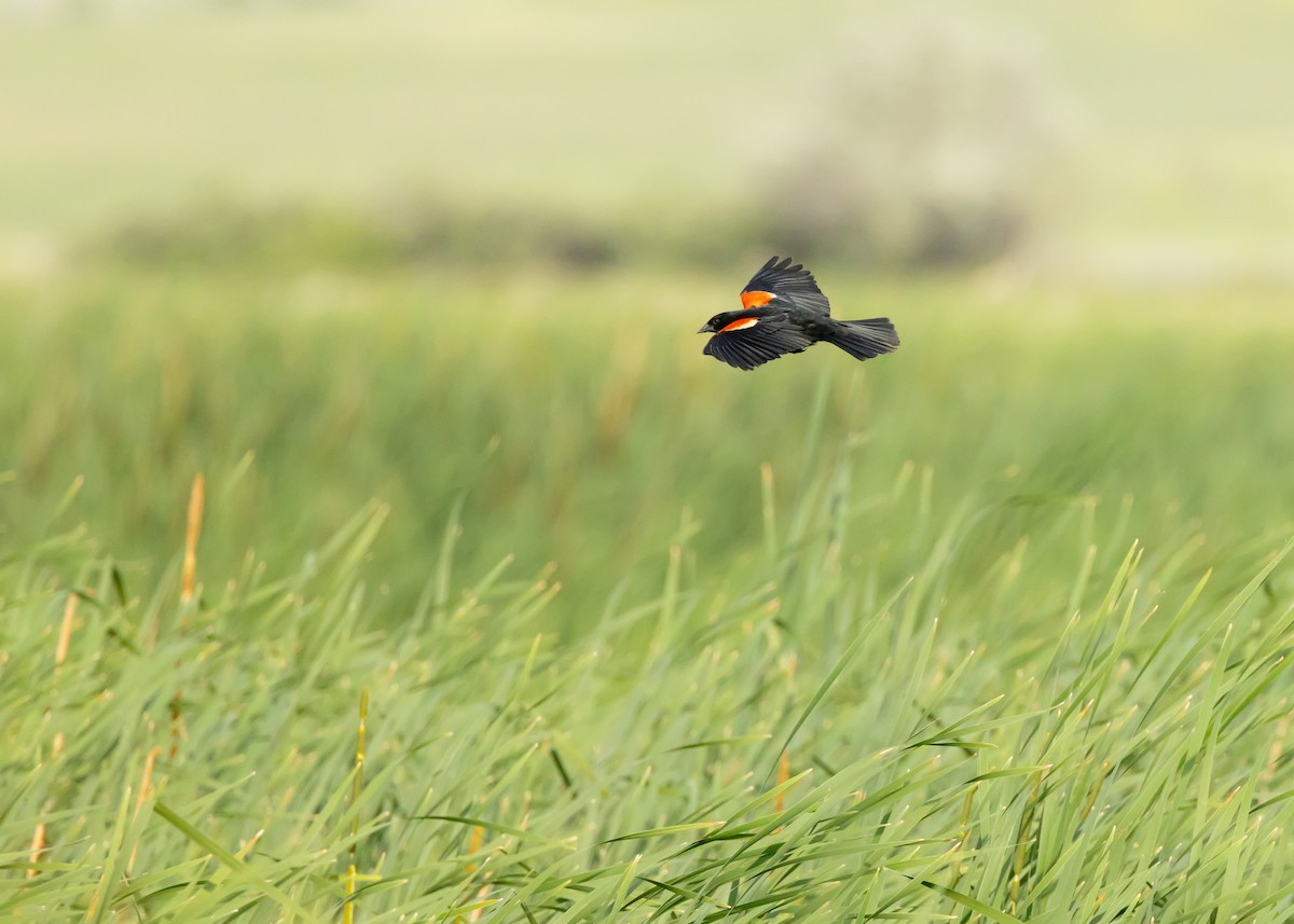 Red-winged Blackbird - ML592614911