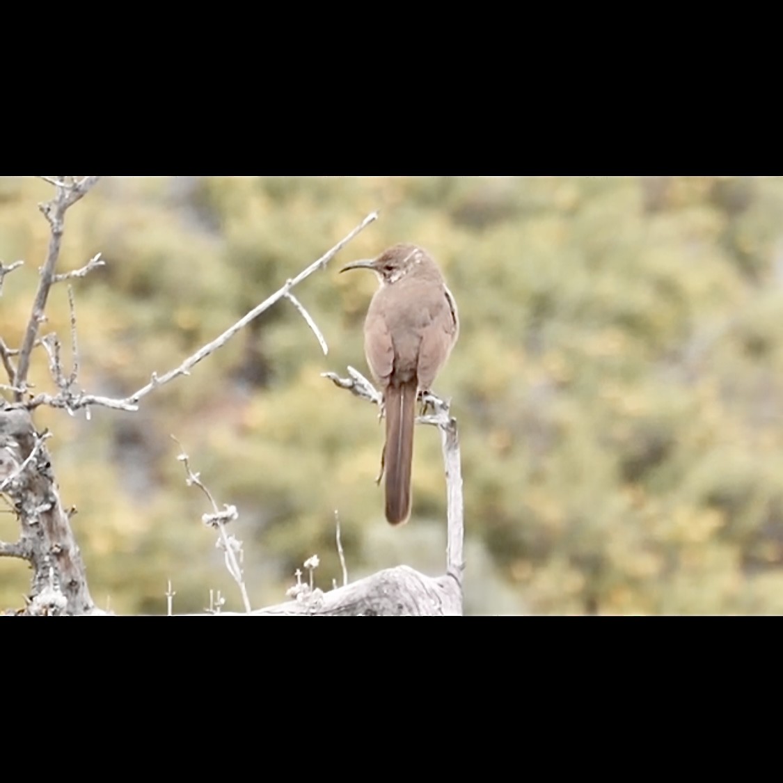 California Thrasher - ML592615041