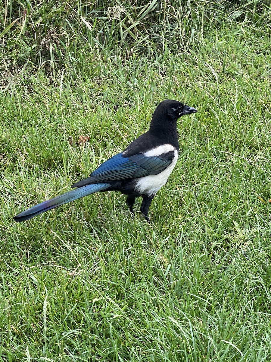 Eurasian Magpie - ML592615081