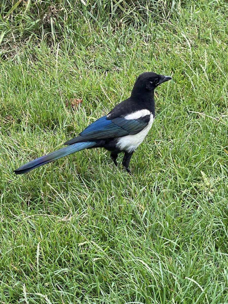 Eurasian Magpie - ML592615101