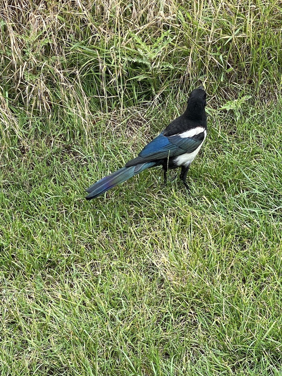 Eurasian Magpie - ML592615111