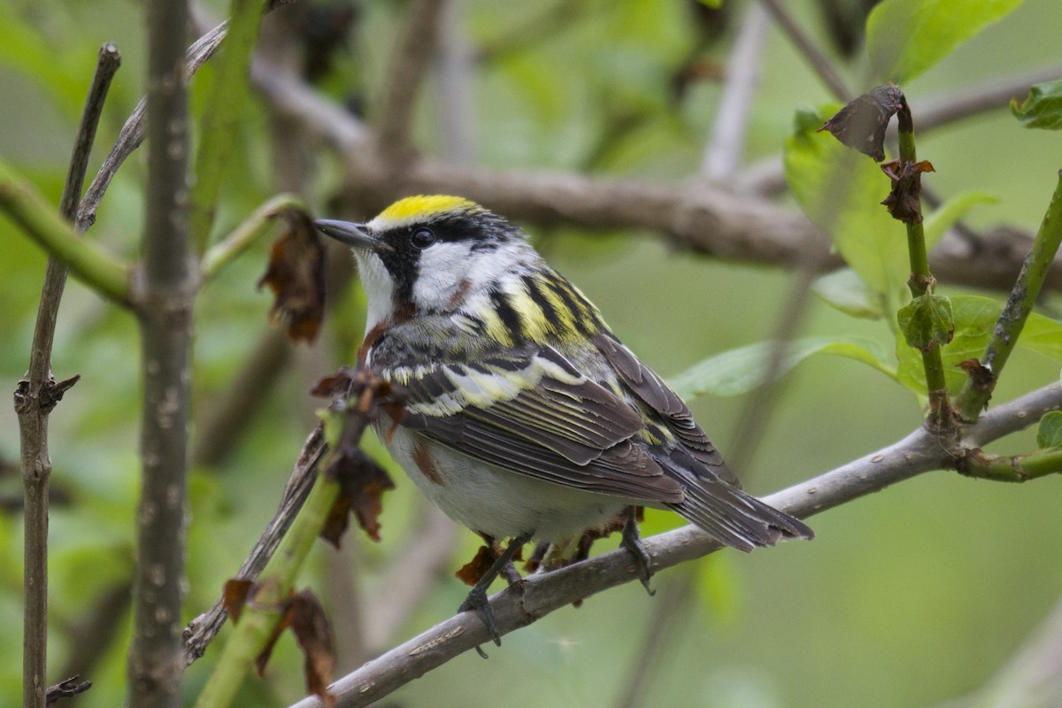 Chestnut-sided Warbler - ML59261521