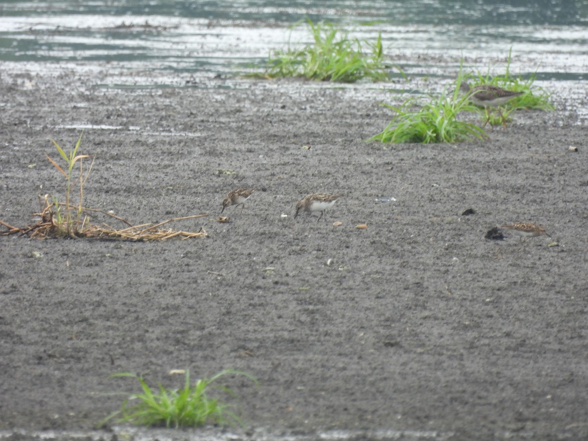 Semipalmated Sandpiper - ML592615391