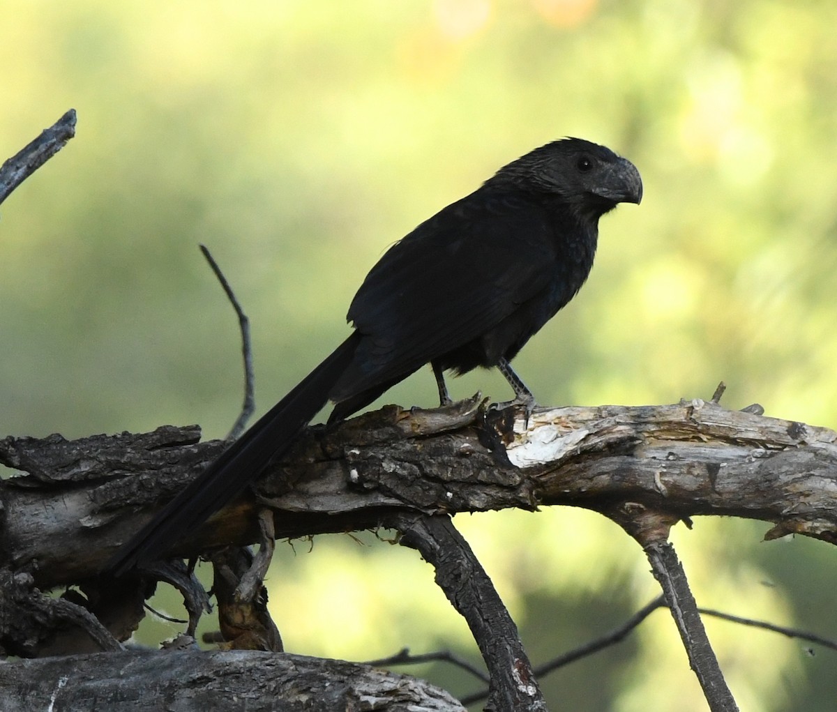 Groove-billed Ani - Janine McCabe