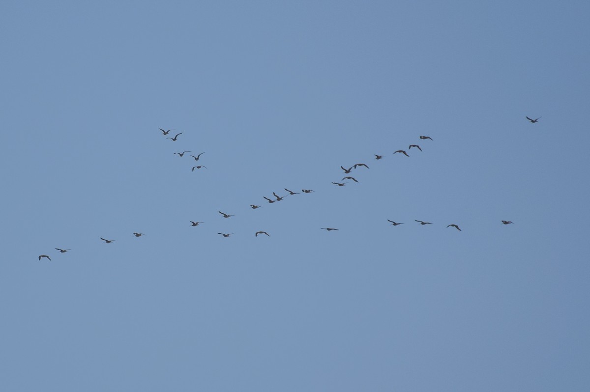 Long-billed Curlew - ML592616201