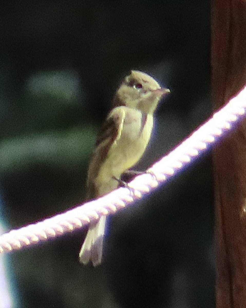 Western Flycatcher (Cordilleran) - ML592616221