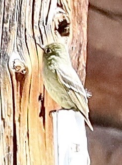 Western Flycatcher (Cordilleran) - ML592616231