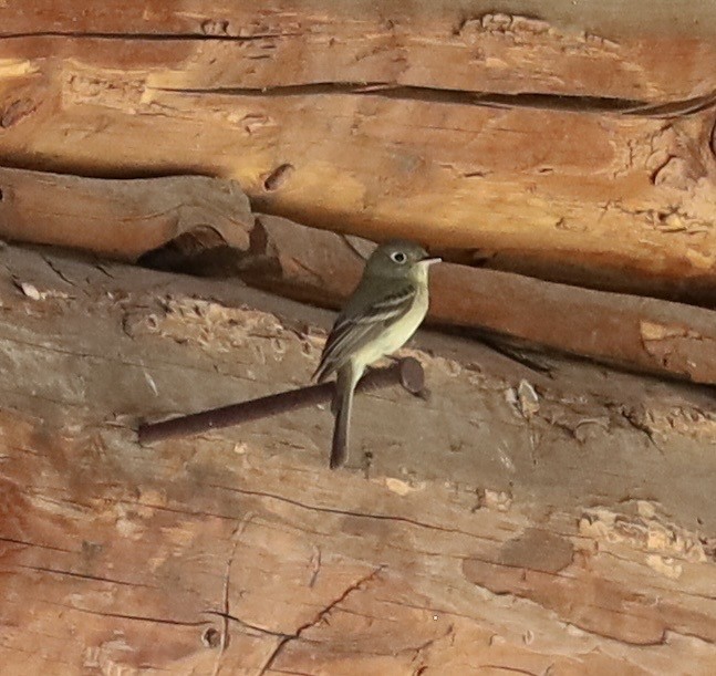 Western Flycatcher (Cordilleran) - ML592616241