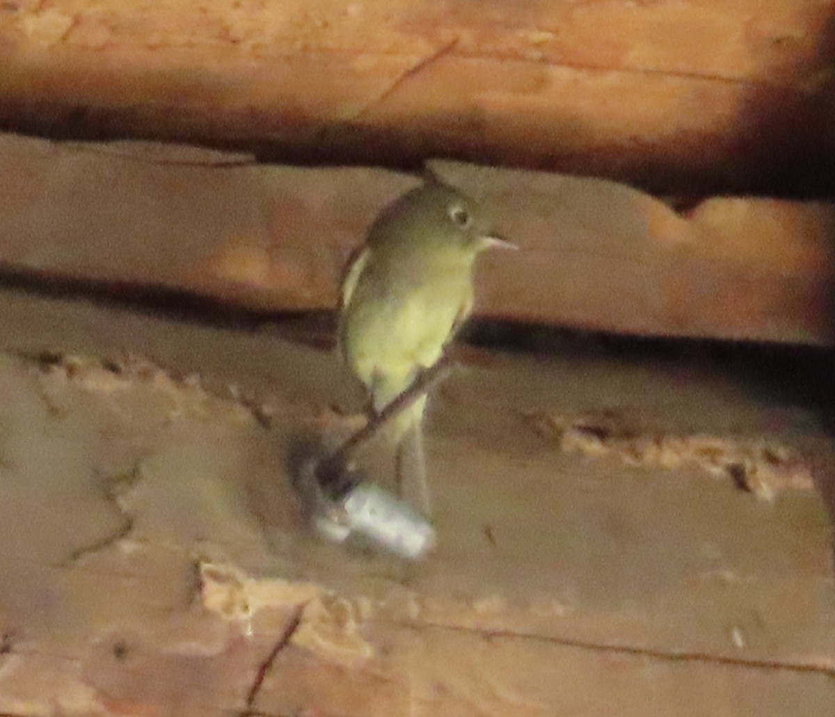 Western Flycatcher (Cordilleran) - ML592616261