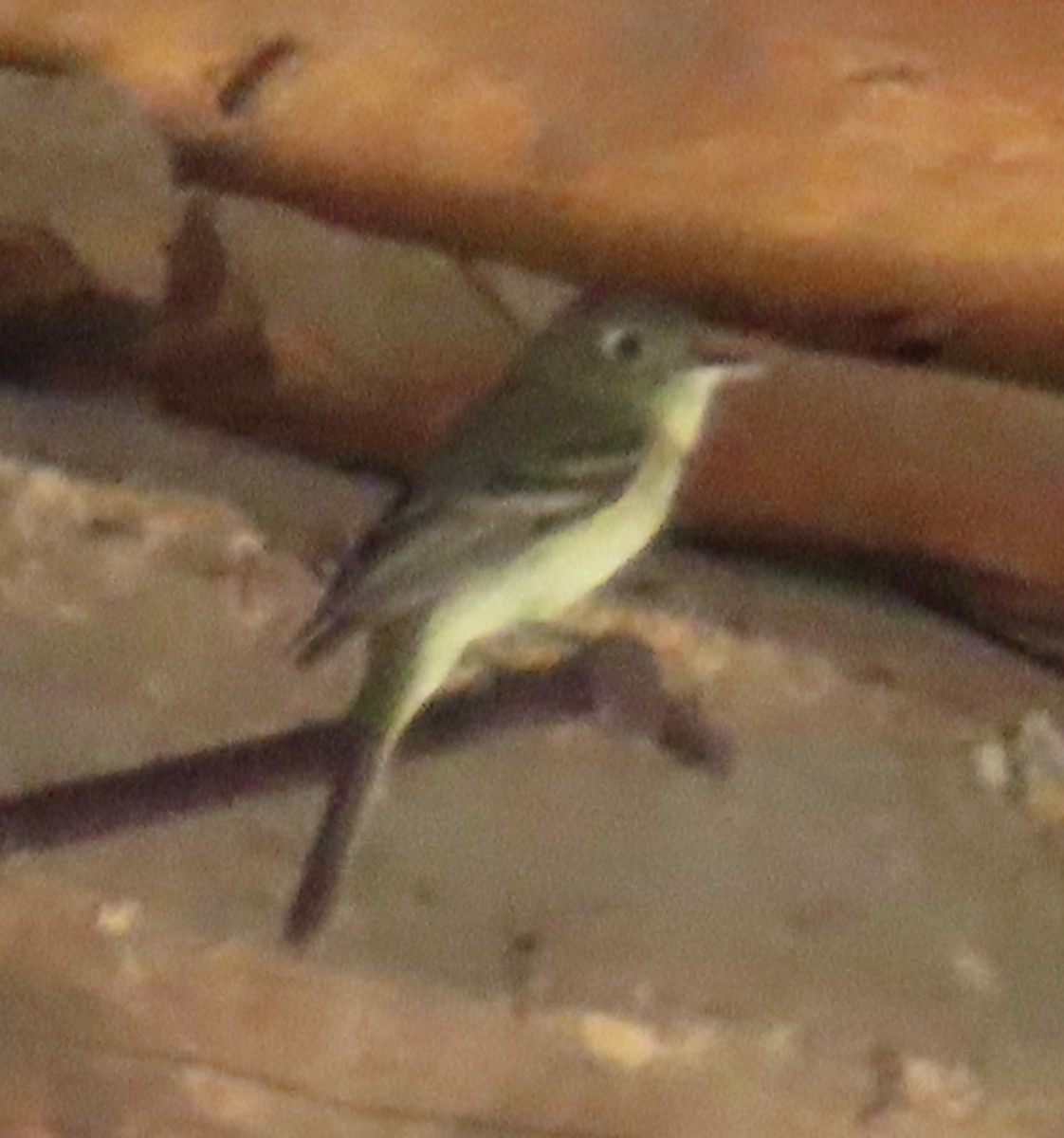 Western Flycatcher (Cordilleran) - ML592616271