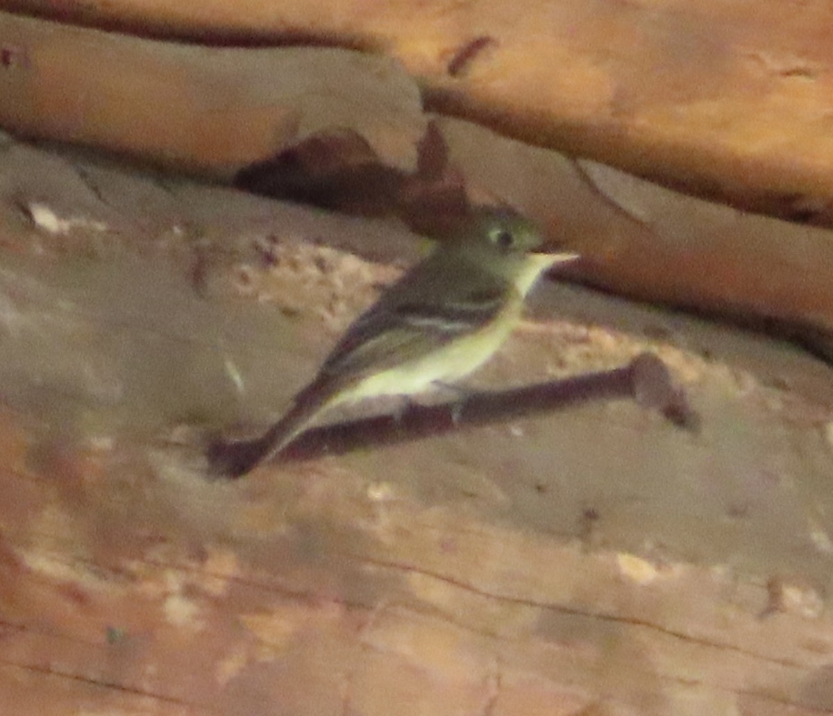 Western Flycatcher (Cordilleran) - ML592616281