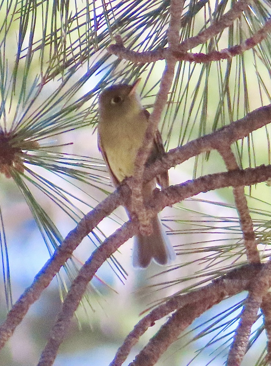 Western Flycatcher (Cordilleran) - ML592616291