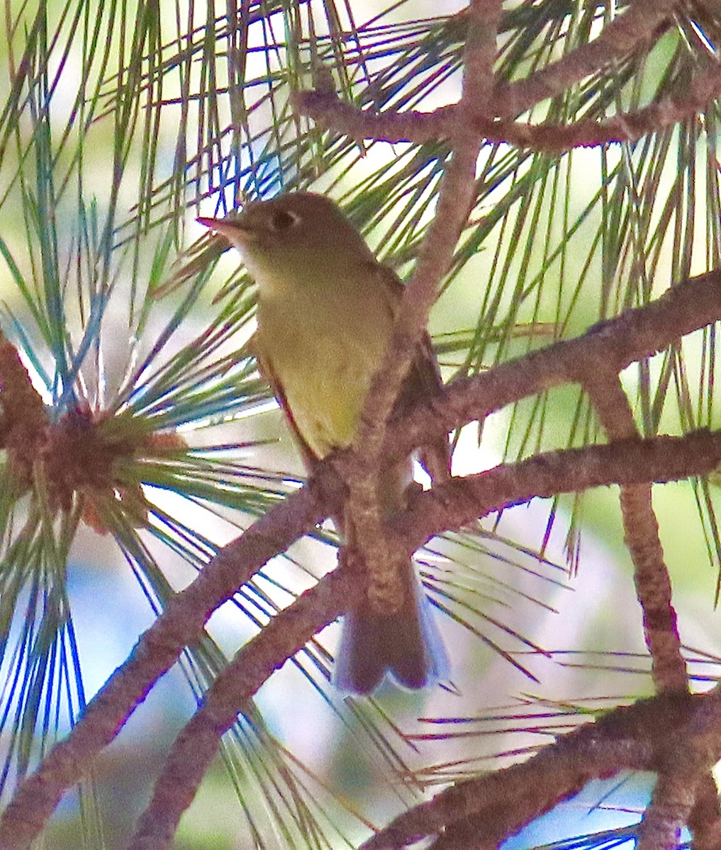 Western Flycatcher (Cordilleran) - ML592616301