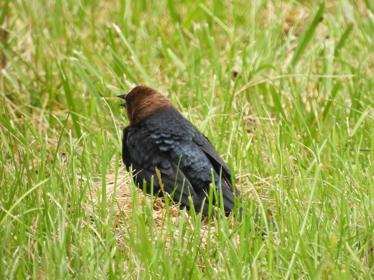 Brown-headed Cowbird - ML592617291