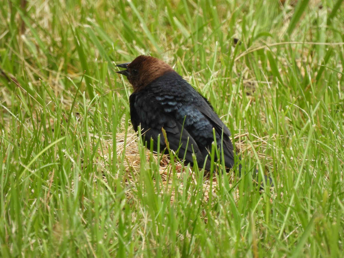 Brown-headed Cowbird - ML592617301